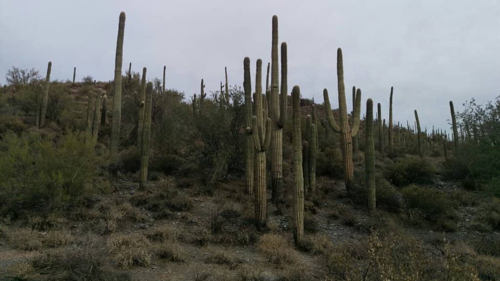 Michelin Man Cactus