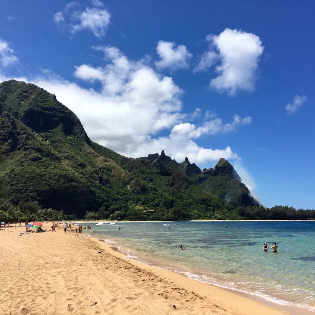 Shady Ironwood Trees