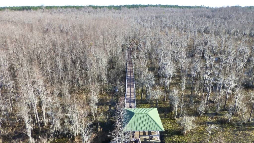 Vibrant Purple Irises