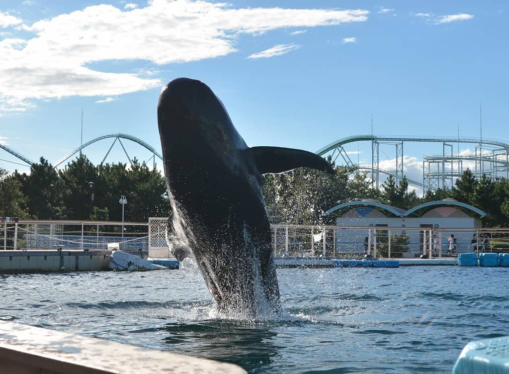 Beluga Whales