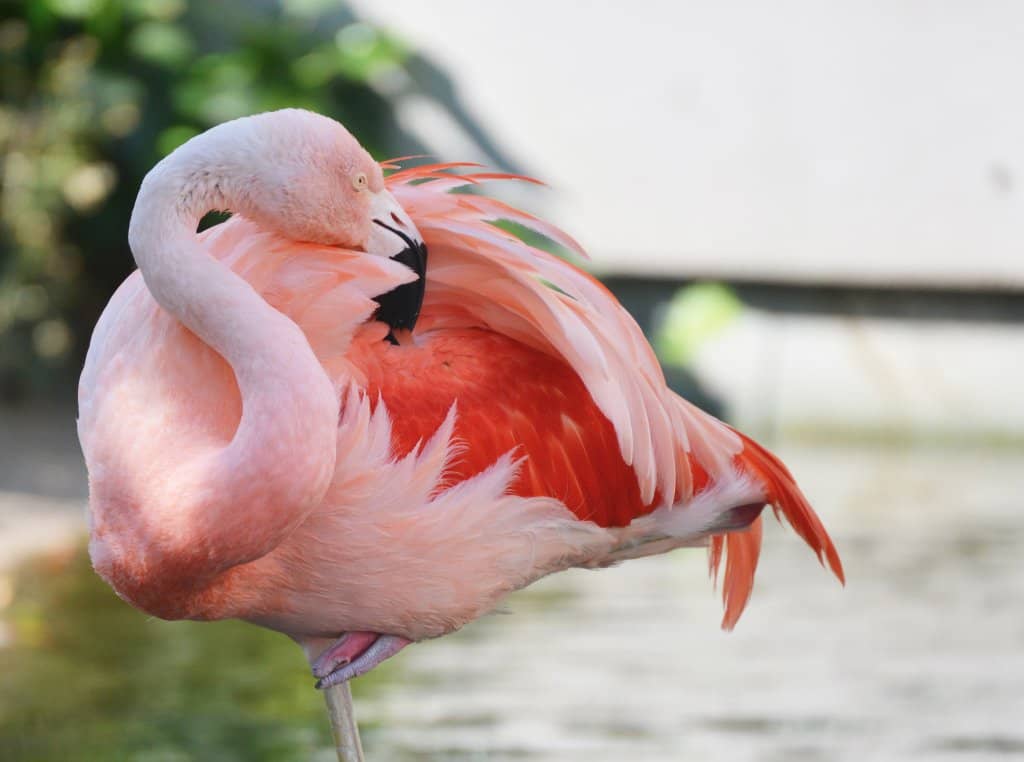 Dolphin & Sea Lion Shows