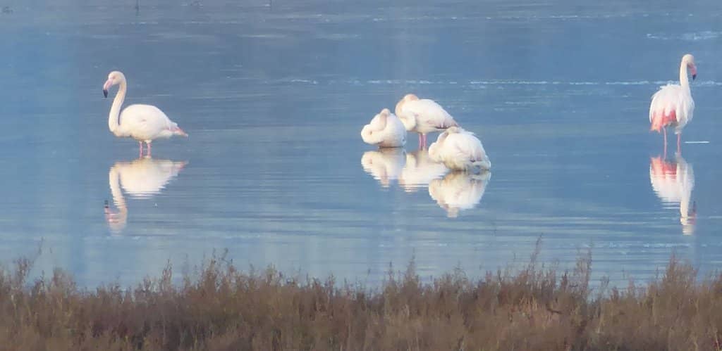 Flamingo Spotting