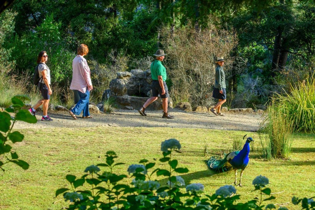 Peacock Spotting
