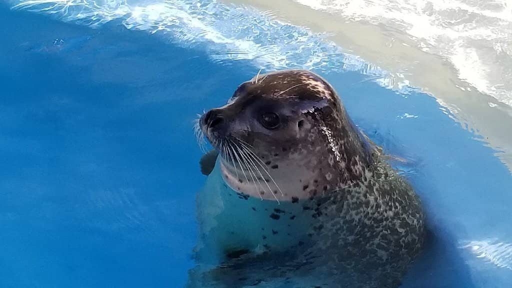 Walrus Encounter