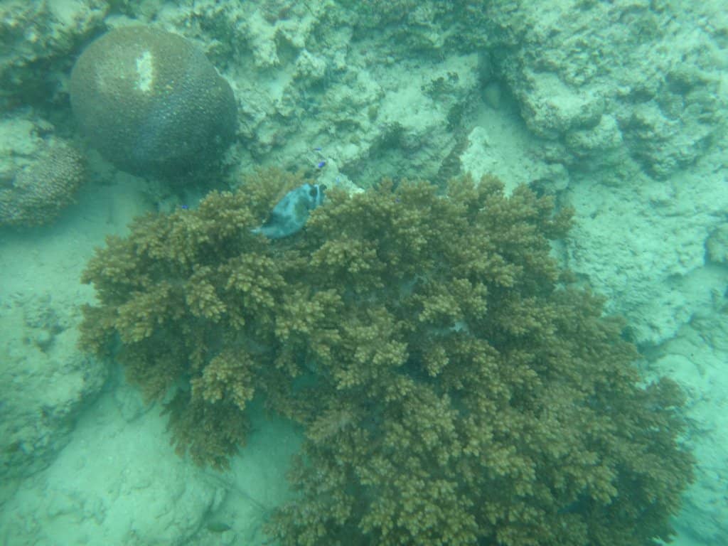 Vibrant Coral Reefs