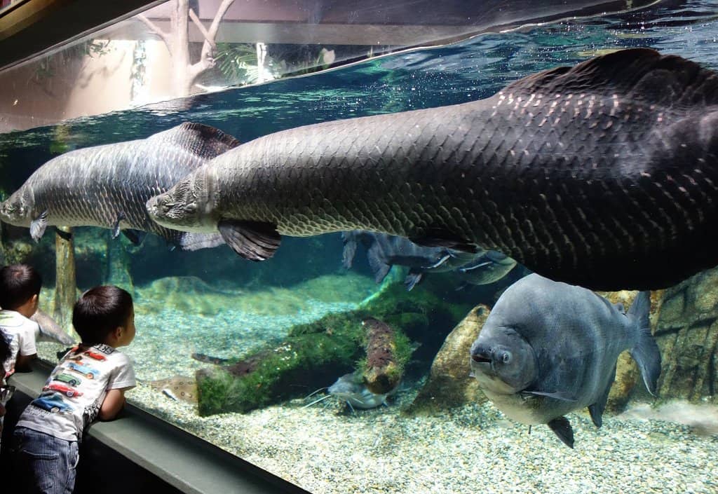 Interactive Feeding