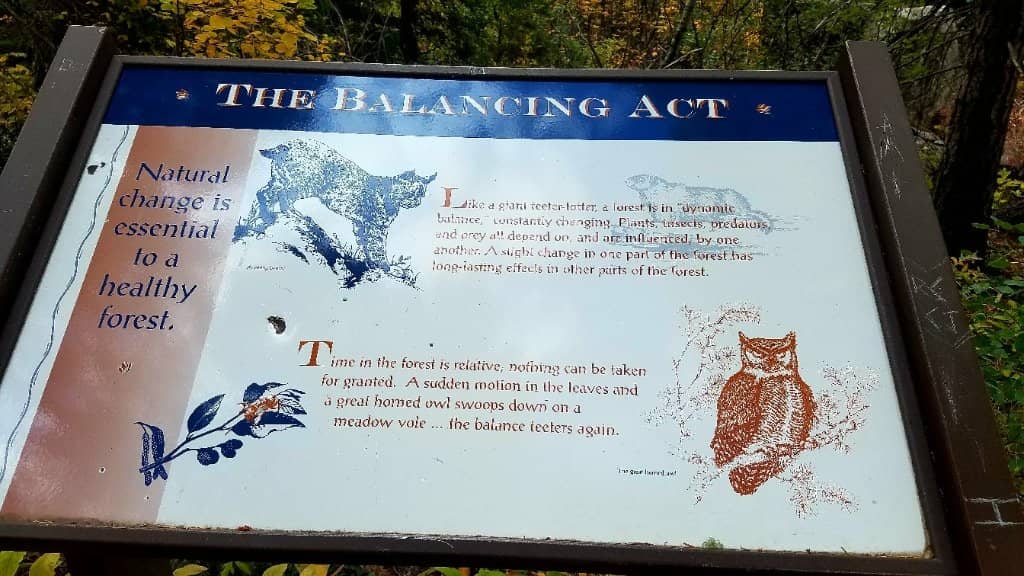 Frozen Winter Wonder