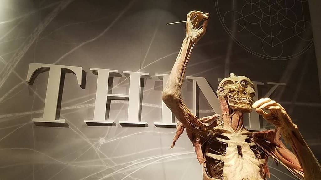 Skeletal and Muscular Systems