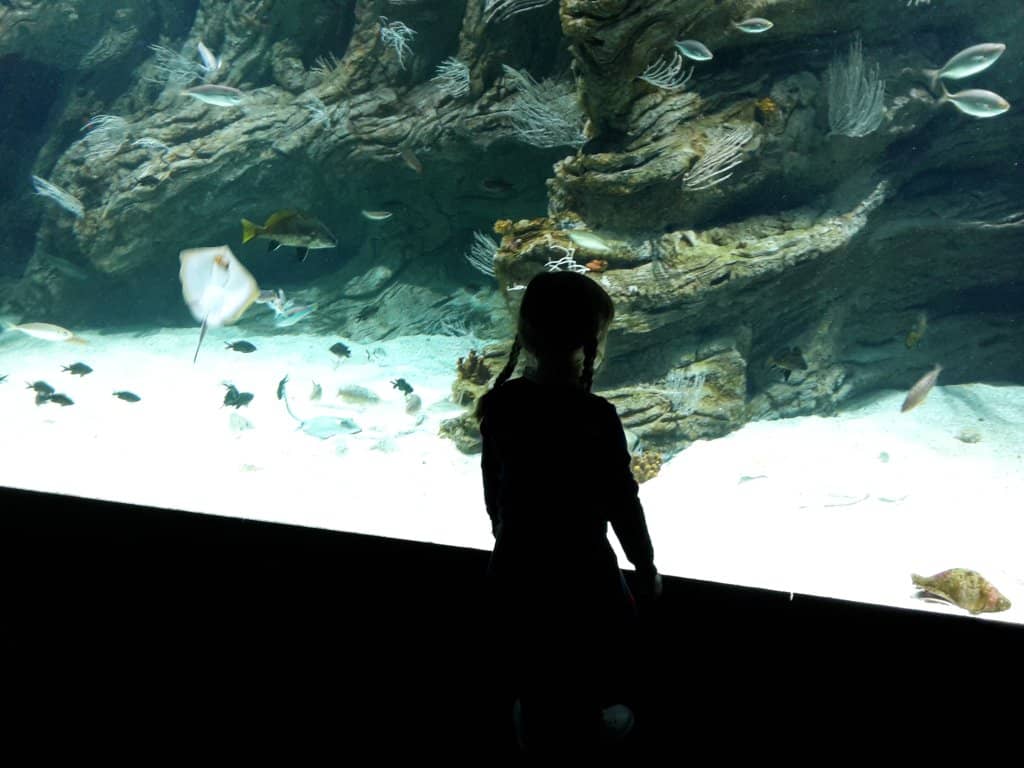 Baby Sharks and Rays