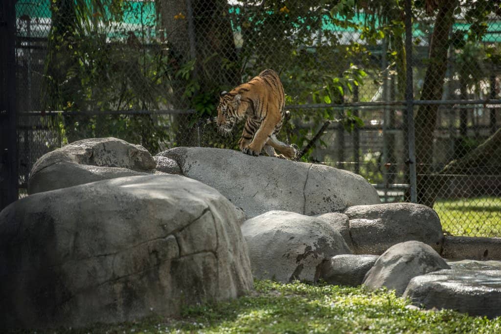 Interactive Animal Feedings