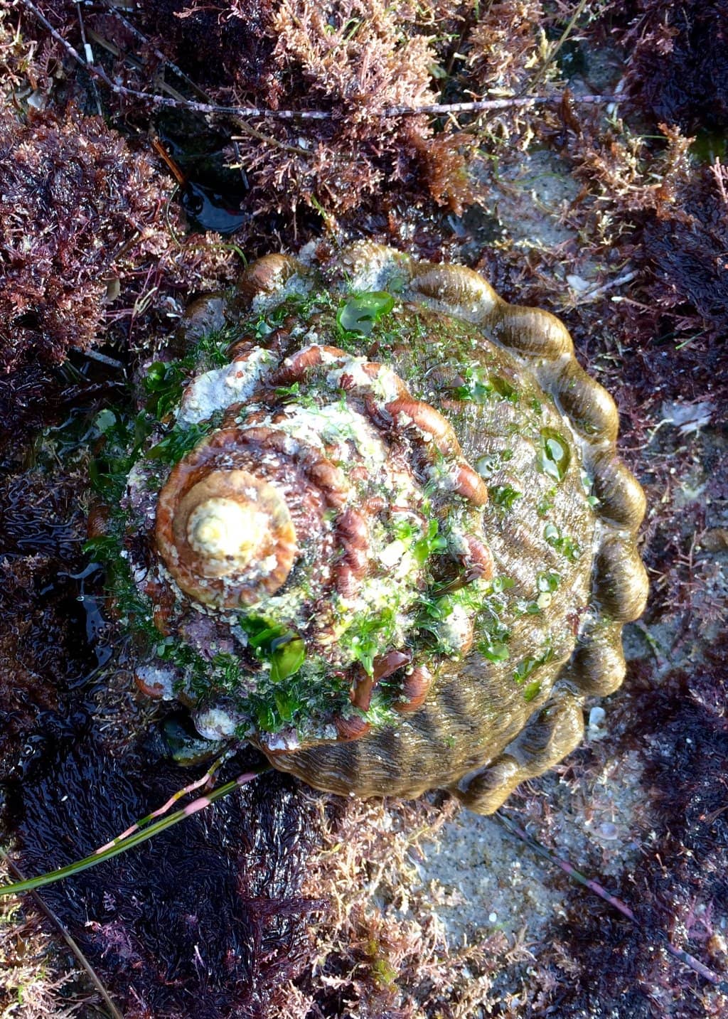 Tide Pools Teeming with Life