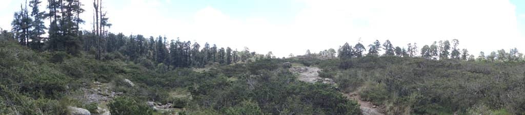 Ancestral Forests