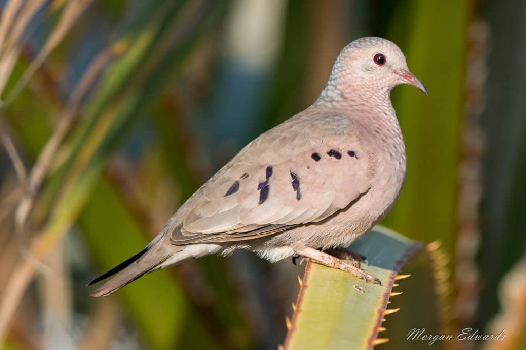 Horseback Riding Adjacent
