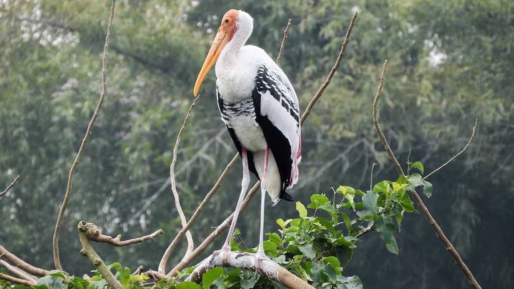 Migratory Bird Spectacle