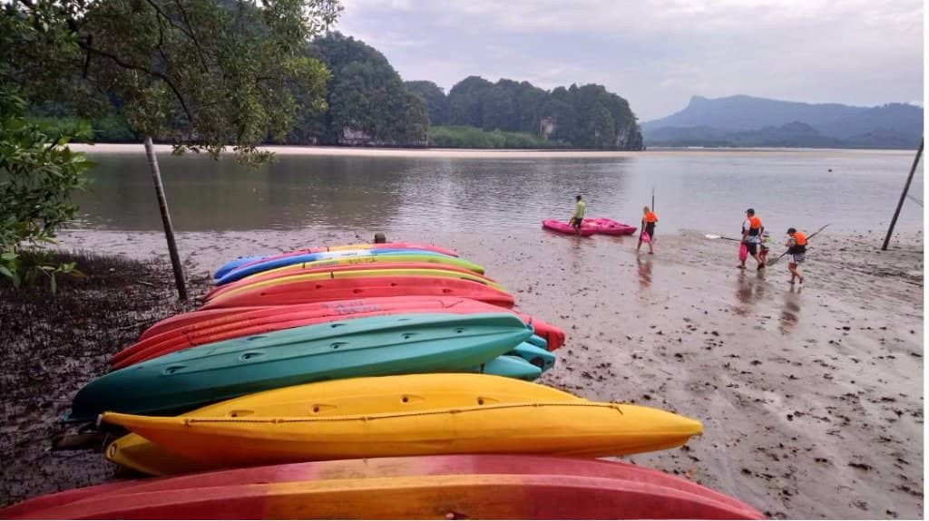 Mangrove Maze Exploration