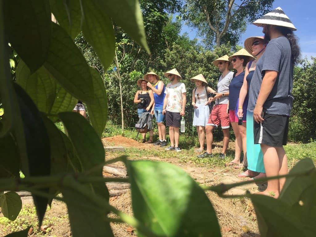 Cashew Nut Discovery