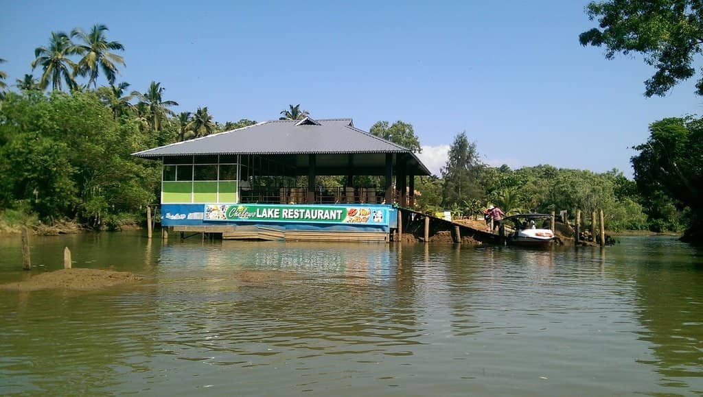 Mangrove Forest Exploration