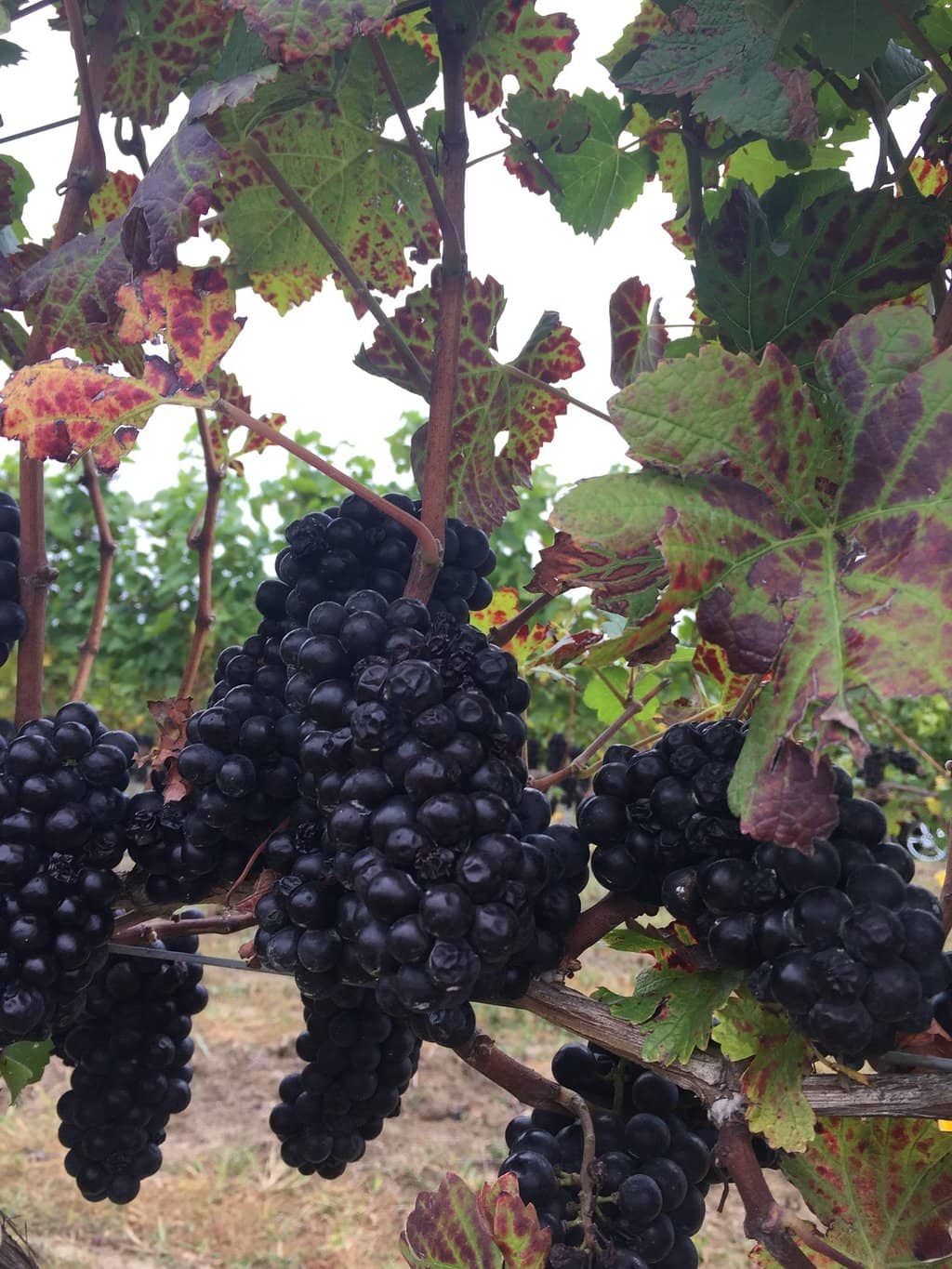 Award-Winning Wines