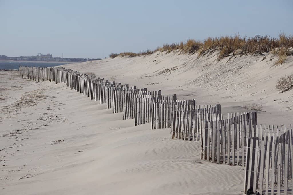 Horseshoe Crab Encounters