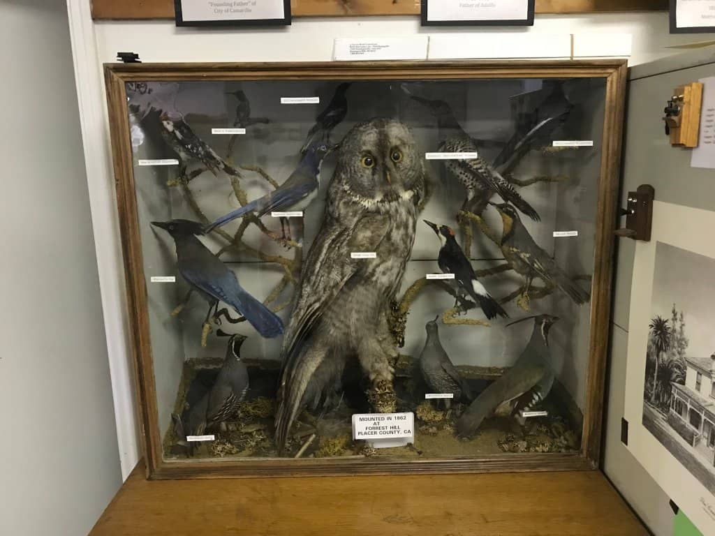 Monarch Butterfly Garden