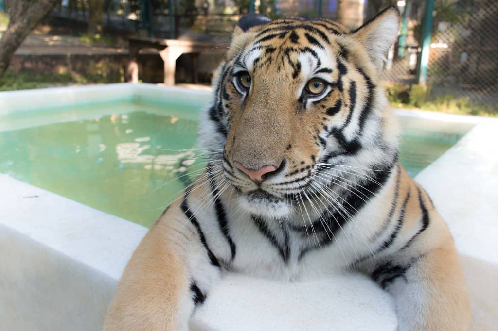 White Tiger Encounter