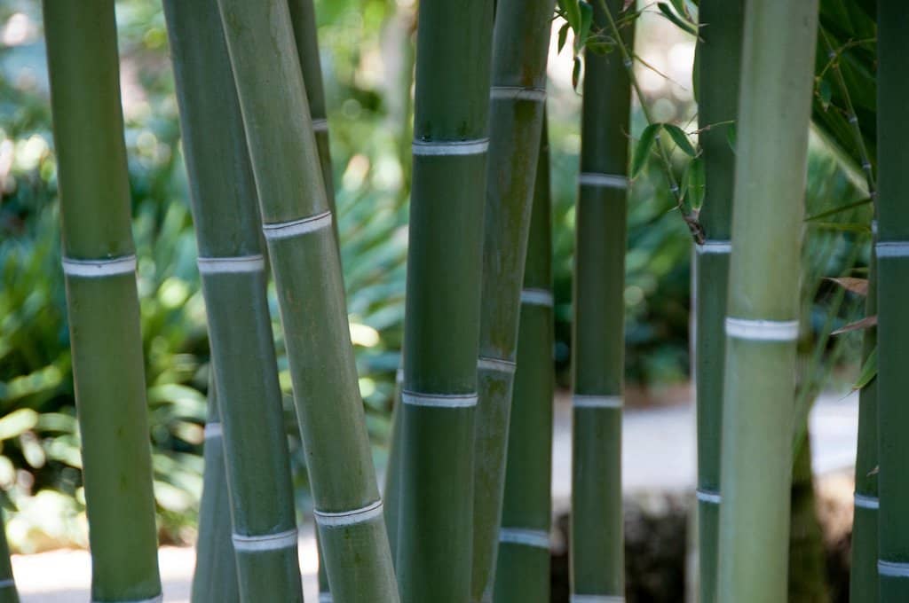 Tranquil Ponds and Water Features