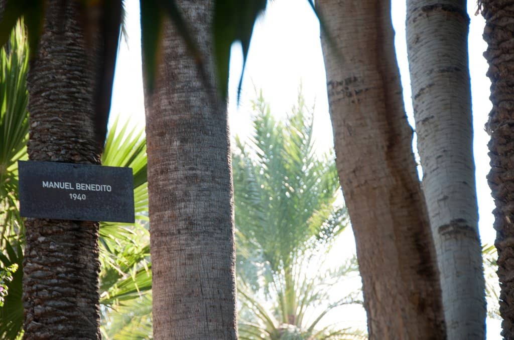 Imperial Palm Tree