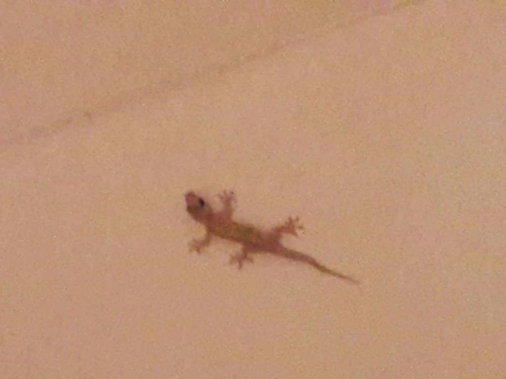 Scenic Path to Paradise