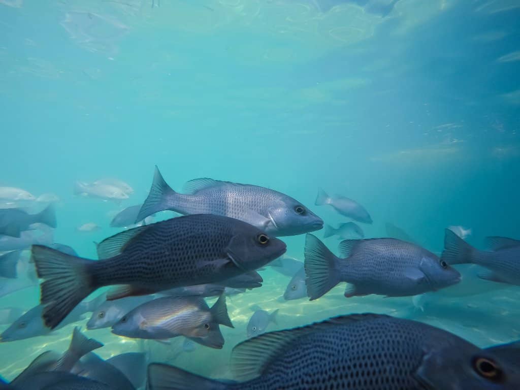 Interactive Touch Tank
