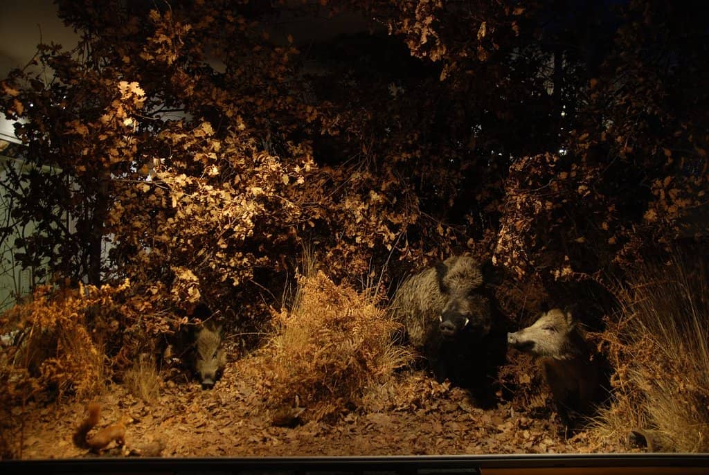 Local Bourges History