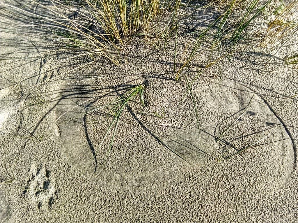 Pristine Beachfront Dunes