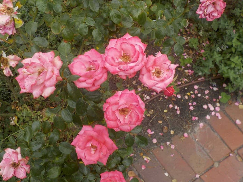 Giant Queensland Kauri