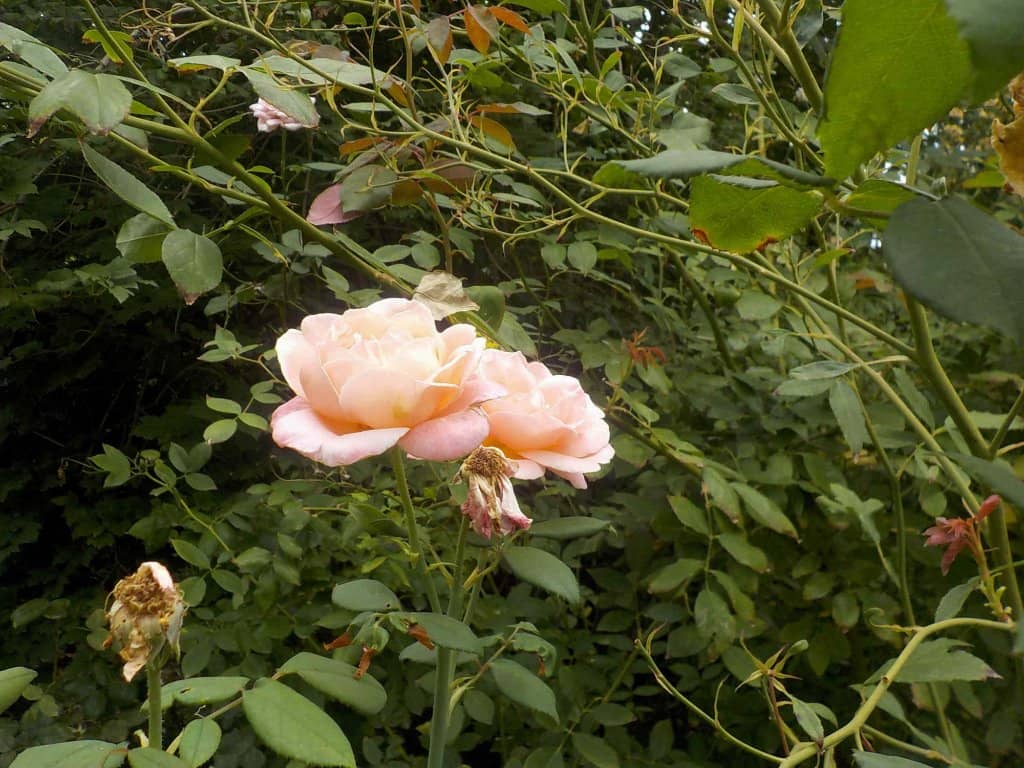 Diverse Garden Zones