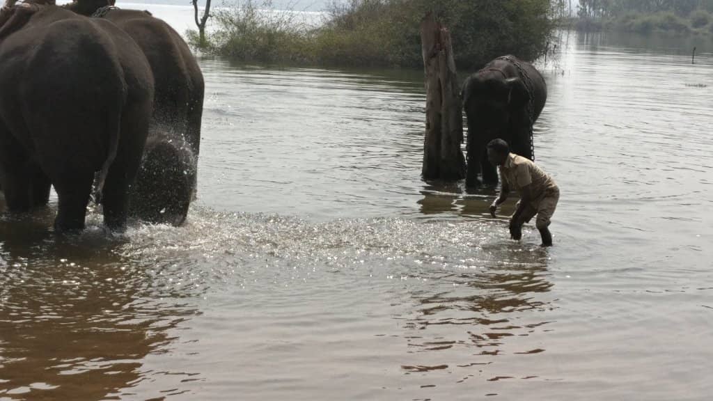 Elephant Rides