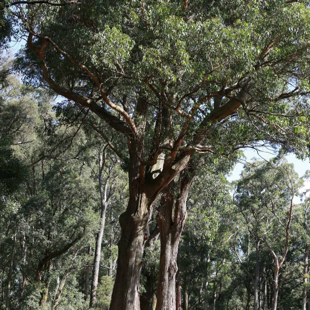Peaceful Forest Escape