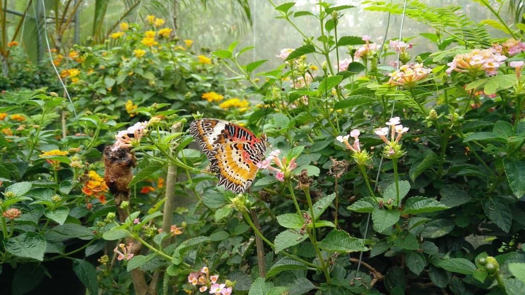 Orchid Gardens