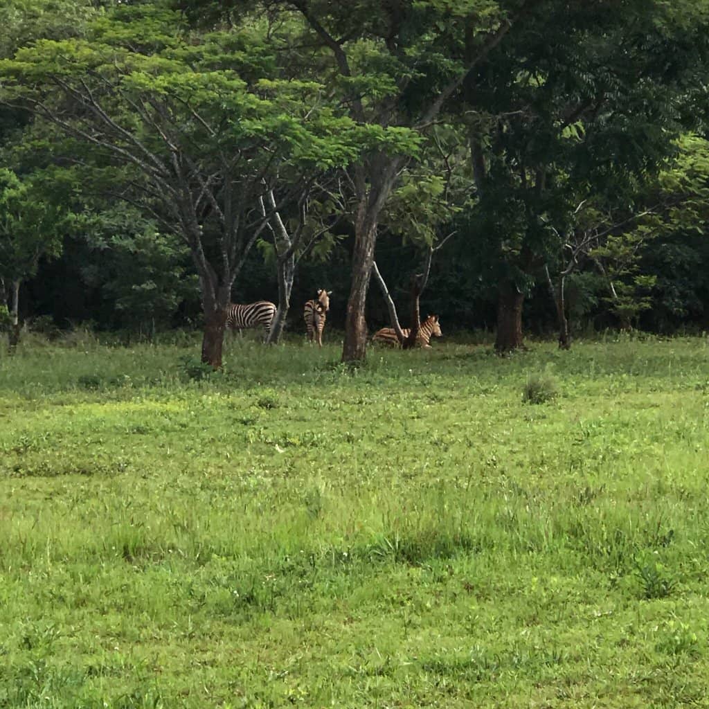 Peaceful Picnic Spots