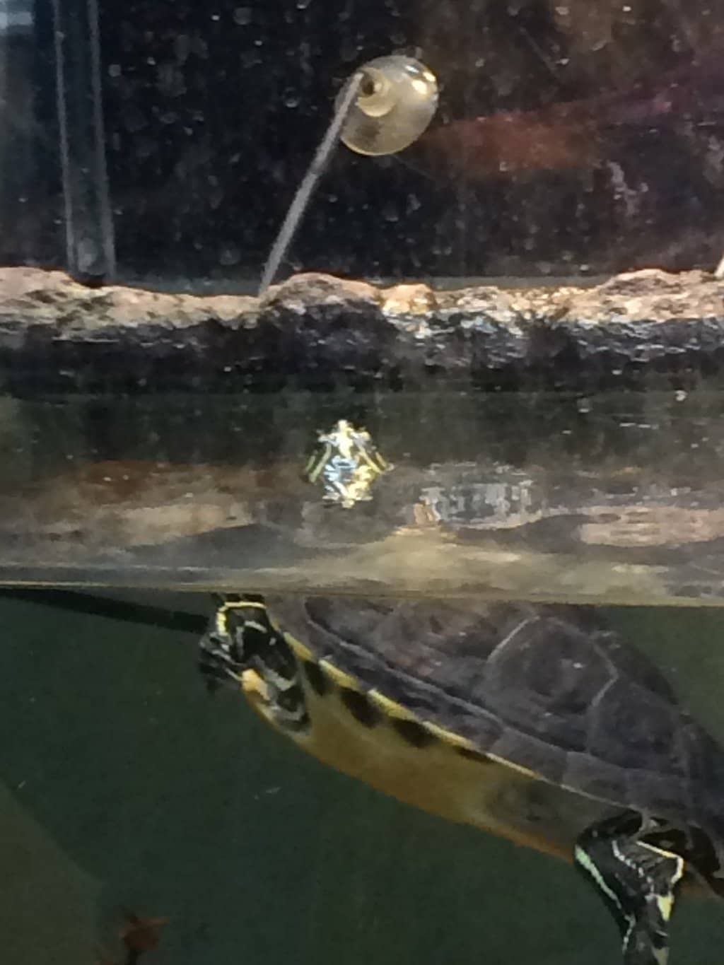 Live Animal Exhibits