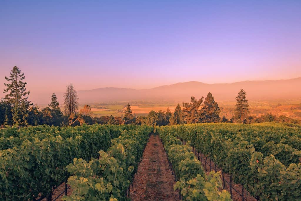 The Expansive Wine Caves