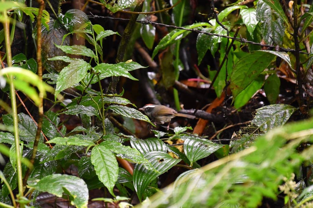 Wildlife Encounters