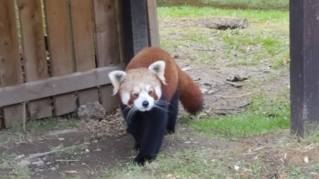 Animal Encounters