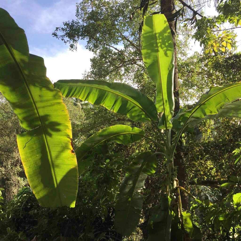 Antique Furnishings and Decor