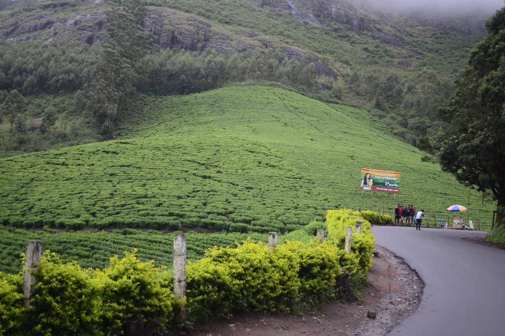 Endless Tea Gardens