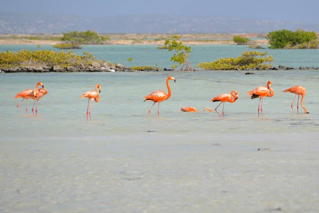 Flamingo Sightings