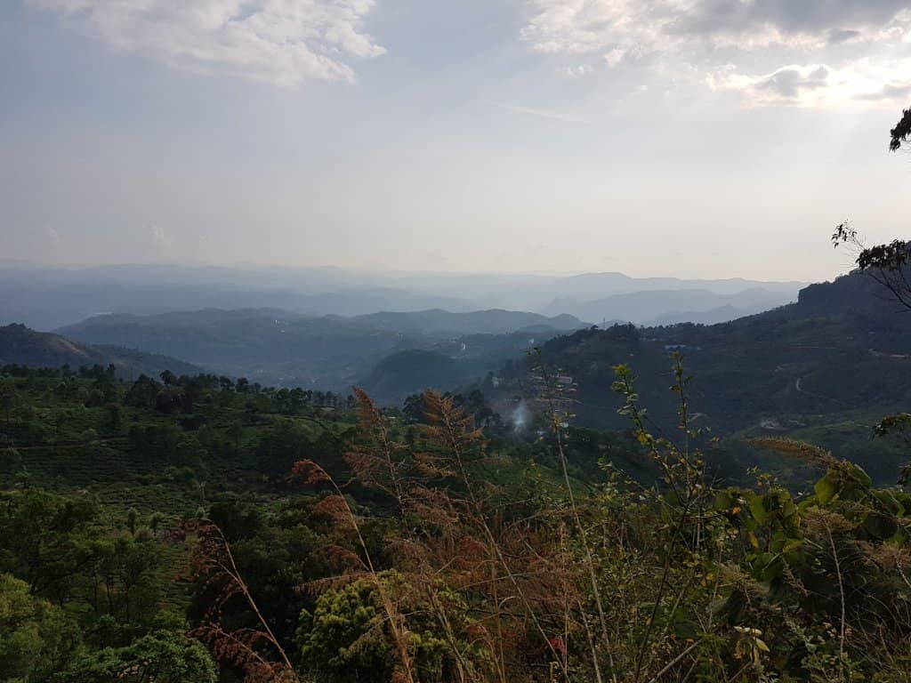 Panoramic Plantation Views