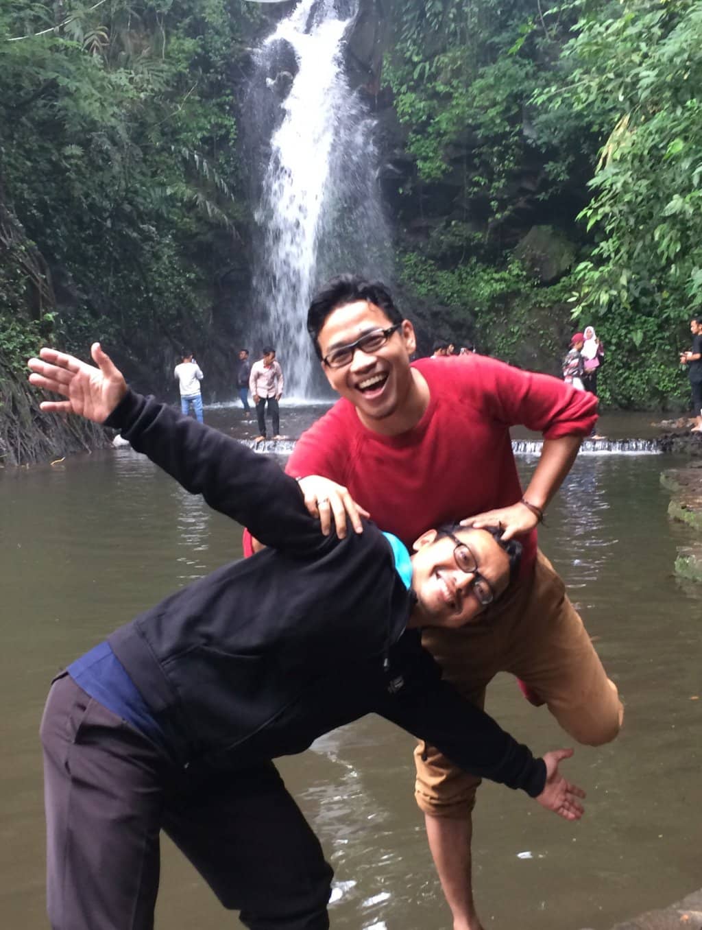 Tranquil Pine Forest