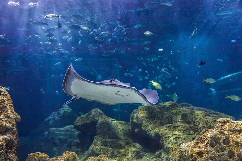 Diverse Marine Life