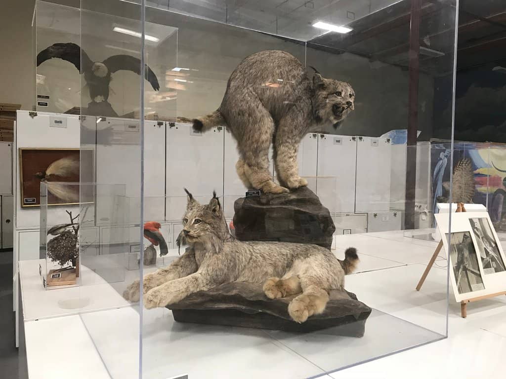 Vibrant Quetzal Bird