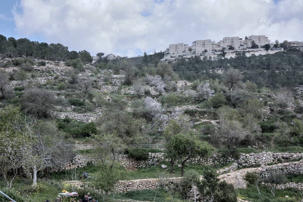 The Tranquil Wilderness