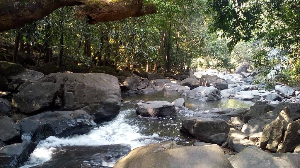 Jungle Trekking